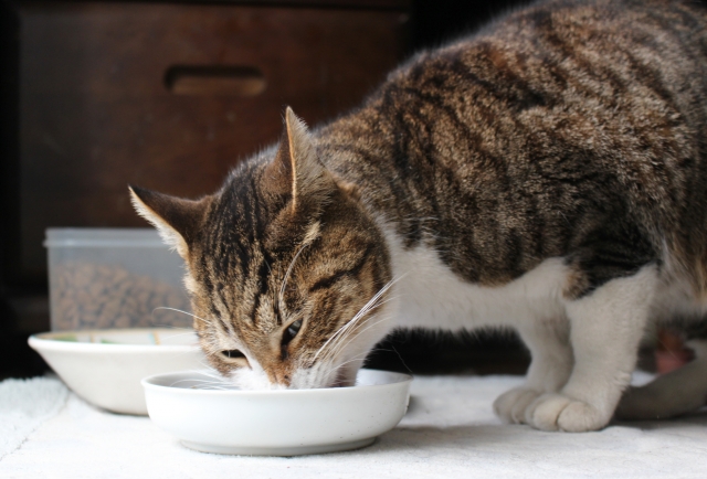 老猫がご飯を食べない フードの与え方5つの工夫で食欲不振を解消してあげよう ねこが大好き